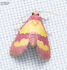 Phoenicophanta bicolor