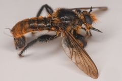 Laphria asackeni