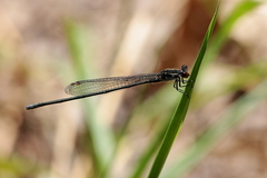 Pseudagrion ignifer