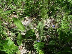 Pulmonaria mollis