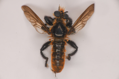 Laphria asackeni