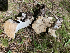 Sarcodon stereosarcinon