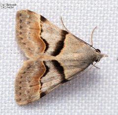 Hemeroplanis incusalis