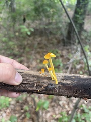 Cyptotrama chrysopepla