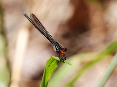 Pseudagrion ignifer