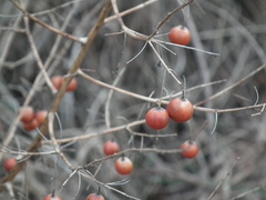 Asparagus schoberioides