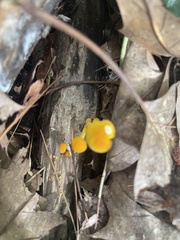 Cyptotrama chrysopepla