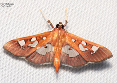 Phostria oajacalis