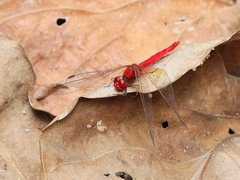 Diplacodes haematodes
