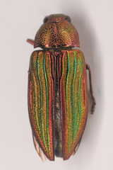 Buprestis aurulenta