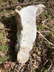 Sarcodon stereosarcinon