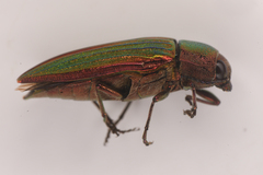 Buprestis aurulenta