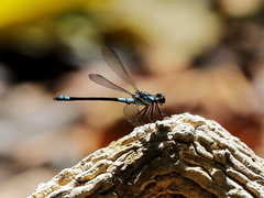 Diphlebia euphoeoides