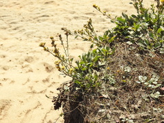 Solidago spathulata