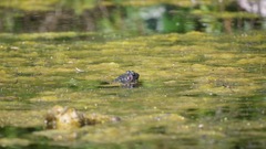 Lithobates catesbeianus