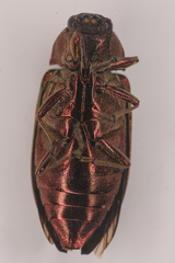 Buprestis aurulenta