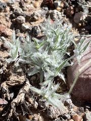 Munroa squarrosa