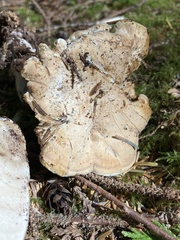 Sarcodon stereosarcinon