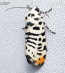 Tarache idella