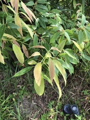 Quercus myrsinifolia