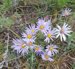Aster biennis