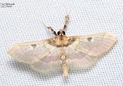 Apilocrocis brumalis