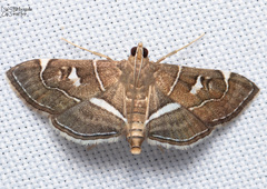 Lamprosema
