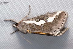 Euscirrhopterus gloveri