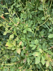 Enkianthus perulatus