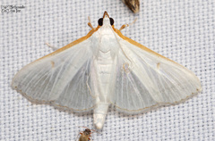 Diaphania