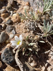 Erigeron compactus