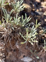 Erigeron compactus