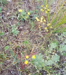 Bupleurum bicaule
