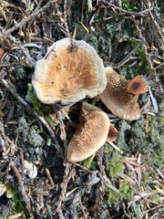 Hydnellum aurantiacum