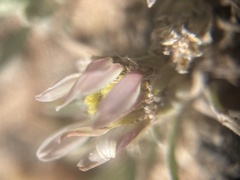 Erigeron compactus