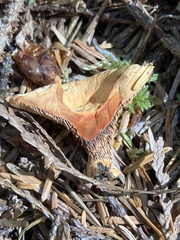 Hydnellum aurantiacum