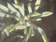 Erigeron compactus
