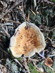 Hydnellum aurantiacum