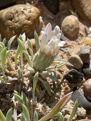 Erigeron compactus