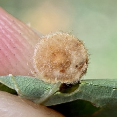 Philonix fulvicollis