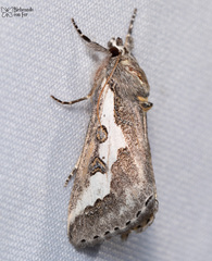 Euscirrhopterus gloveri