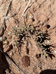 Erigeron compactus