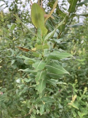 Salix integra