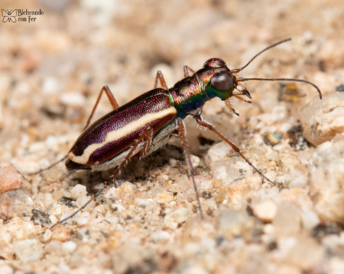 White-striped Tiger Beetle photo 3
