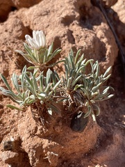 Erigeron compactus