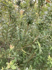Salix integra
