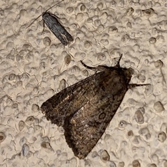 Protorthodes