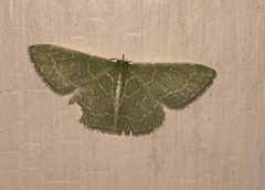 Synchlora