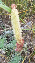Orostachys malacophylla