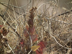 Chrysanthemum indicum